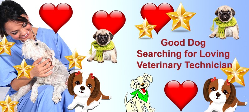 Good Dog Searching for Loving Vet Tech | ROCKFORD CAREER COLLEGE