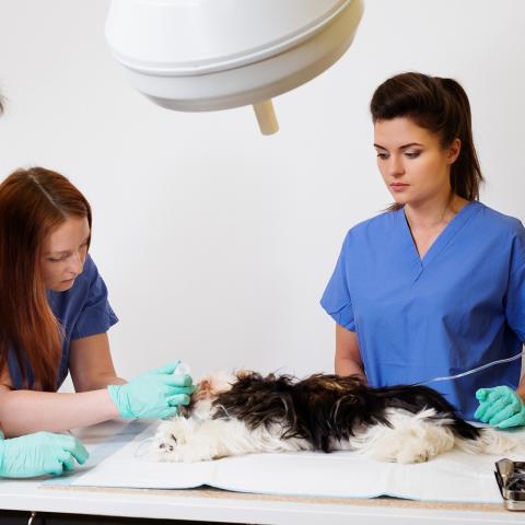 Graduate Highlight - Ashley Russell Veterinary Technician