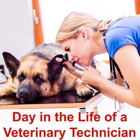 A Day in the Life: Veterinary Technician