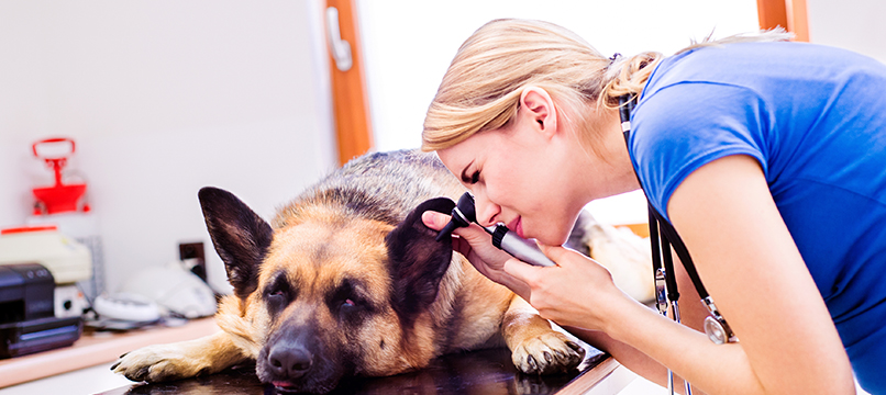 A Day in the Life: Veterinary Technician